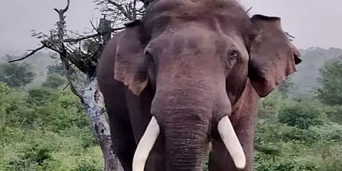 ஆக்ரோஷமான காட்டு யானை சொல்பேச்சு கேட்கும் வளர்ப்பு யானையாக மாற்றப்படுவது எப்படி?
