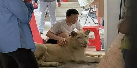 கம்போடியா: பிரதமர் தலையிட்டால் சீன தம்பதியரிடம் மீண்டும் ஒப்படைக்கப்பட்ட சிங்கம்