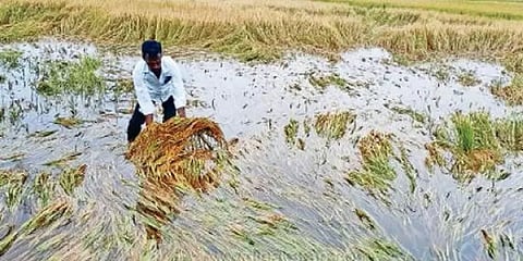 மழையில் அழிந்த பயிர்களுக்கு காப்பீட்டு தொகை தேவை: பி.ஆர்.பாண்டியன்