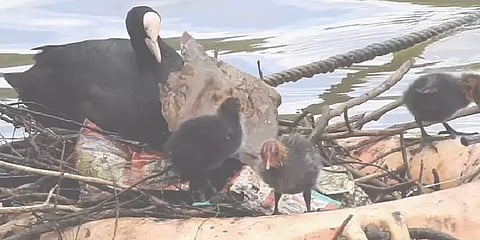 பிளாஸ்டிக் பைகளில் கூடு கட்டும் நீர்ப்பறவைகள்: உதகை ஏரியில் நிலவும் அவலம்