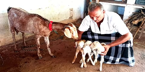 மதுரை: செம்மறி ஆட்டுக் குட்டிகளை ஈன்ற வெள்ளாடு - ஆச்சரியத்துடன் பார்த்துச் செல்லும் மக்கள்