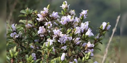 காண கண்கொள்ளா அழகில் சாந்தம்பாறை.. 12 ஆண்டுகளுக்கு பின் பூத்துக் குலுங்கும் நீலக்குறிஞ்சி