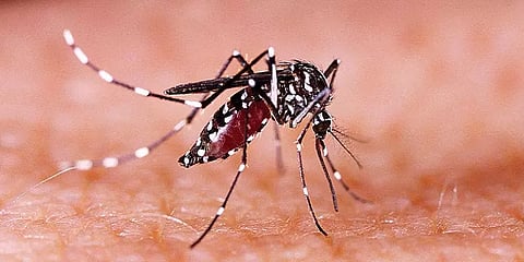 கேரளாவில் 15 பேருக்கு ஜிகா உறுதி: எல்லையில் வலுக்குமா தமிழக அரசின் தடுப்பு நடவடிக்கைகள்?