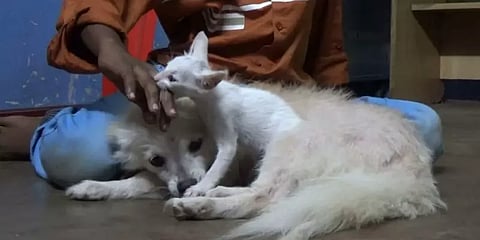 பூனைக்குட்டிக்கு தாயாக மாறிய பொமரேனியன் நாய்: பாலூட்டி சீராட்டி வளர்க்கும் அதிசயம்