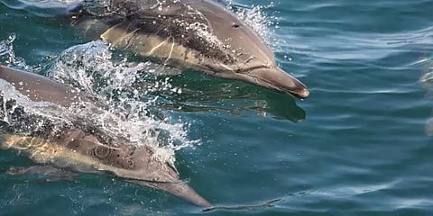 கூட்டம் கூட்டமாக நீந்தி விளையாடும் டால்ஃபின்கள்: செல்போனில் படம்பிடித்த மீனவர்கள்