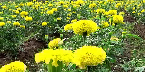 ஈரோடு: விளைச்சல் குறைவு; விலை அதிகம்- செண்டு மல்லி பூ விவசாயிகள் மகிழ்ச்சி