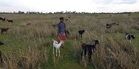 திருவண்ணாமலை: பள்ளிகள் திறக்கப்படாததால் ஆடு மேய்க்கும் அவல நிலையில் மாணவ, மாணவிகள்