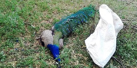 திருப்பூர்: 35 மயில்கள் விஷம் வைத்து கொலை; விவசாயி கைது