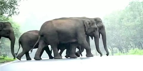 சத்தியமங்கலம்: சாரல் மழையில் நனைந்தபடி சாலையை கடந்த காட்டு யானை கூட்டம்