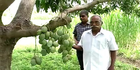 ராசிபுரம்: வெட்டிய மரக்கிளையில் கொத்துக் கொத்தாக காய்த்துத் தொங்கும் மாங்காய்கள்