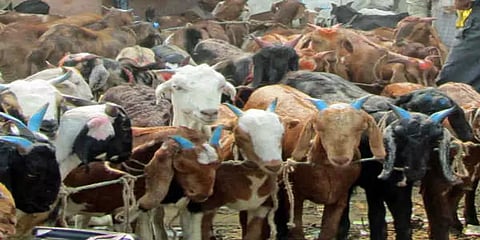 உளுந்தூர்பேட்டை சந்தையில் 3 மணி நேரத்தில் ரூ.2 கோடிக்கு ஆடுகள் விற்பனை