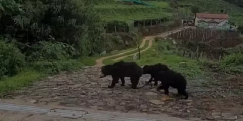 நீலகிரி: வனத்துறையினர் பிடித்து சென்ற தாய்க்கரடியை தேடி தினமும் ஊருக்குள் வரும் குட்டிகள்