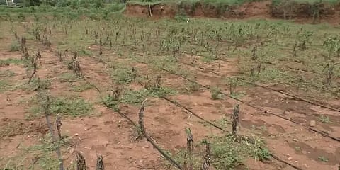 மரவள்ளிக்கிழங்கில் மாவுப்பூச்சி தாக்குதல்: பயிர்கள் கருகியதாக விவசாயிகள் கவலை