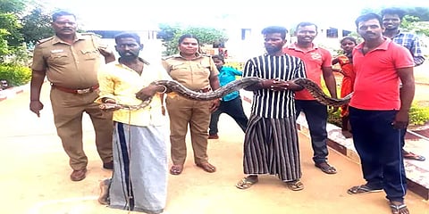 புதுக்கோட்டை: அடைகாத்த முட்டைகளுடன் மலைப்பாம்பை பிடித்து போலீசாரிடம் ஒப்படைத்த இளைஞர்கள்