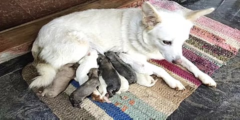 நீலகிரி: ஒரே பிரசவத்தில் 12 குட்டிகளை ஈன்ற பொமேரியன் நாய்