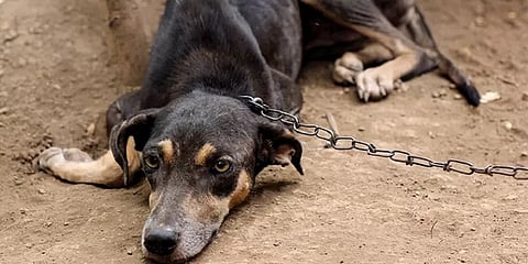 மதுரை: அவனியாபுரத்தில் தொடரும் கால்நடை வன்முறை; 7 நாய் குட்டிகளை விஷம் வைத்த கொன்ற கொடூரம்