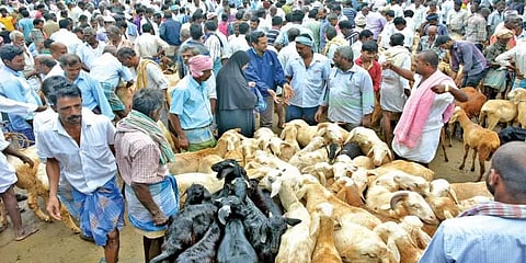 பக்ரீத் பண்டிகையை முன்னிட்டு ஆடுகளை வாங்கக் குவிந்த வியாபாரிகள்