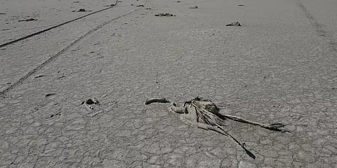 துருக்கி: 1,000-க்கும் அதிகமான ஃபிளமிங்கோ பறவைகள் இறப்பு