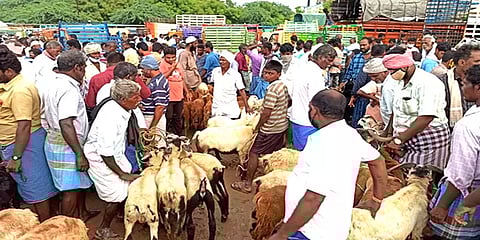பக்ரீத் பண்டிகை: செஞ்சி வாரச் சந்தையில் ரூ.6 கோடிக்கு மேல் விற்பனையான ஆடுகள்