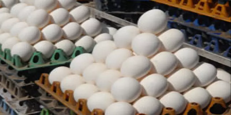 நாமக்கல்: முட்டையின் கொள்முதல் விலை உயர்வு