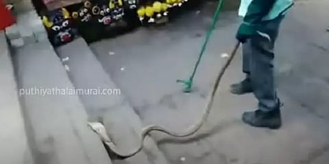 திருப்பதி: கோயில் பாதையில் படமெடுத்து ஆடிய நாகப்பாம்பு