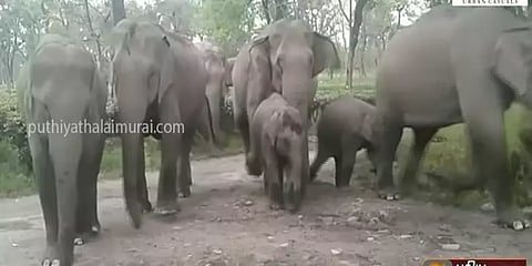 கேரளாவிலிருந்து வலசை பாதையில் நீலகிரிக்கு பயணம்: சிலிர்க்க வைக்கும் யானைக் கூட்டம்