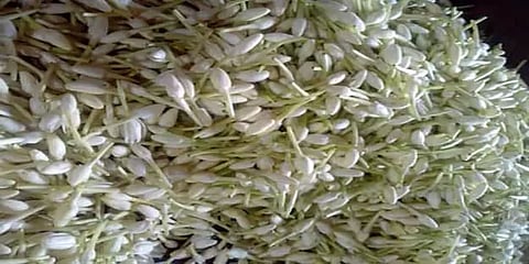 நாகை: விளைச்சல் இருந்தும் விலையில்லை... வேதனையில் முல்லைப்பூ விவசாயிகள்