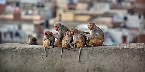 சீனாவில் முதல் உயிரிழப்பை பதிவுசெய்த குரங்கு-பி வைரஸ் பாதிப்பில் யாருக்கு ஆபத்து அதிகம்?