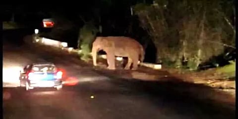 சத்தியமங்கலம்: இரவு நேரத்தில் வாகனங்களை வழிமறித்த காட்டு யானைகள் - வாகன ஓட்டிகள் அச்சம்