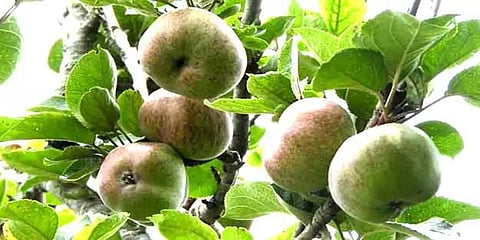 கொடைக்கானல்: அழியும் நிலையில் உள்ள ஆப்பிள் மரங்கள் - மீட்டெடுக்க பொதுமக்கள் கோரிக்கை