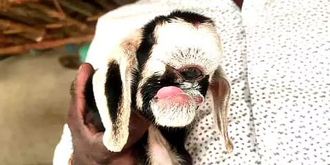 அரியலூர்: ஒற்றைக் கண்ணுடன் பிறந்த ஆட்டுக்குட்டி; ஆச்சரியத்துடன் பார்க்கும் மக்கள்