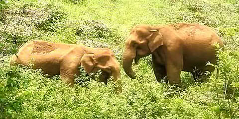 நீலகிரி: இறந்த யானைக்குட்டியை பாதுகாத்து நிற்கும் பெண் யானைகள்: குட்டியை மீட்பதில் தாமதம்