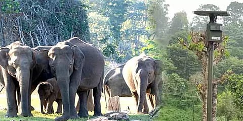 நீலகிரி: காட்டு யானைகள் ஊருக்குள் வருவதை அறிய 5 இடங்களில் முன்னெச்சரிக்கை கருவி