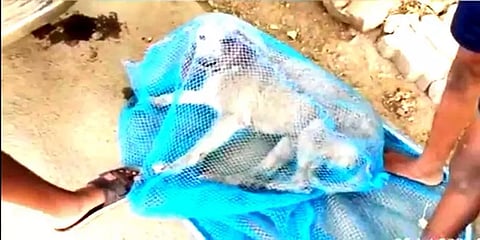 தண்ணீர் குடத்தில் தலை சிக்கி தவித்த நாய்: விலங்கு நல ஆர்வலர்கள் உதவியுடன் மீட்ட பொதுமக்கள்