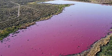 திடீரென அடர் பிங்க் நிறத்துக்கு மாறிய அர்ஜென்டினா ஏரி .. போராட்டத்தில் குதித்த மக்கள்