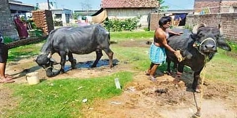 இந்திய நீர் எருமை இறைச்சியில் கொரோனா தாக்கம்: கம்போடியா அரசு பறிமுதல்