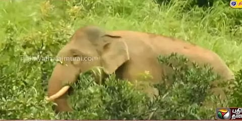 நீலகிரி: உண்ட மயக்கத்தில் ஒரே இடத்தில் நின்று ஓய்வெடுத்த யானை