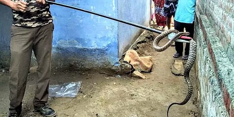 ஈரோடு: வீட்டில் 30 குட்டிகளை ஈன்ற கண்ணாடி விரியன் பாம்பு; வனத்துறையினர் மீட்பு