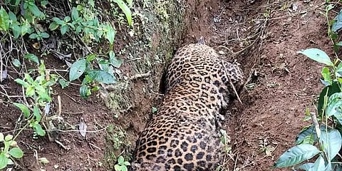 தேயிலைத் தோட்டத்தில் புகுந்த சிறுத்தை உயிரிழப்பு: காயங்கள் இருப்பதால் வனத்துறை விசாரணை