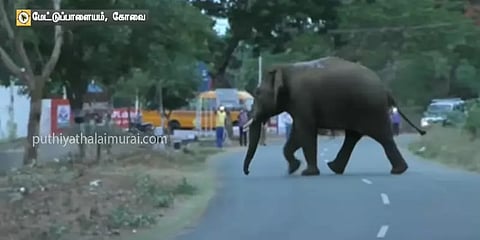 தோல்வியில் முடிந்த 'ஆபரேஷன் பாகுபலி' - கும்கி யானைகள் திருப்பி அனுப்பிவைப்பு