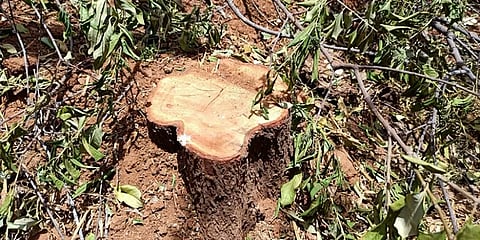 பெரம்பலூர்: வனப்பகுதியில் சந்தன மரங்கள் கடத்தப்படுவதாக புகார் – தனிப்படை அமைப்பு