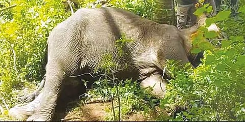 மேட்டூர்: அரை டன் அளவுக்கு பனம்பழம் தின்றதால் உயிரிழந்த காட்டு யானை