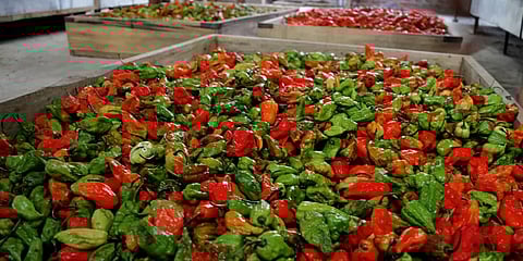 உலகிலேயே காரமான மிளகாய் நாகாலாந்திலிருந்து இங்கிலாந்துக்கு ஏற்றுமதி