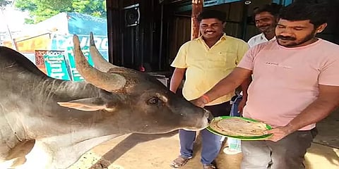 மதுரை: நாள்தோறும் ஹோட்டலுக்கு பரோட்டா சாப்பிட வரும் கோயில் காளை