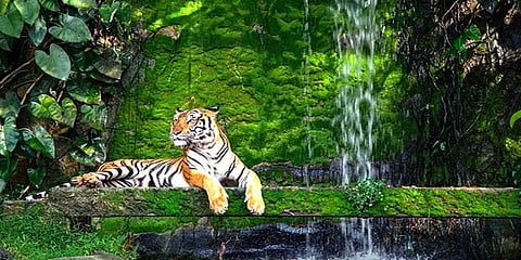 உலக புலிகள் தினம்: ‘புலிகளை நாம் காத்தால் புலிகள் நம்மை காப்பாற்றும்‘