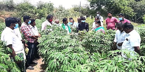 “விவசாயிகள் இயற்கை விவசாயத்திற்கு மாறவேண்டும்” - தோட்டக்கலைத் துறை அதிகாரிகள்