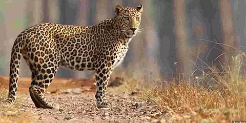 திருச்சி: சிறுத்தை தாக்கி இருவர் காயம்; எச்சரிக்கையுடன் இருக்குமாறு வனத்துறை தண்டோரா