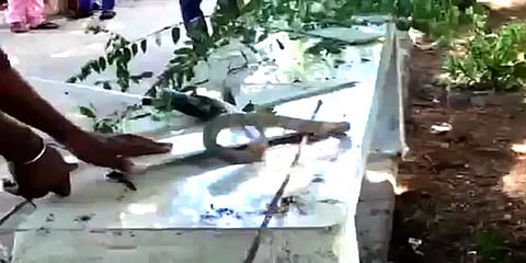 மதுரை: அரசு ஆரம்ப சுகாதார நிலையத்தில் புகுந்த 5 அடி நீள நல்ல பாம்பால் பரபரப்பு