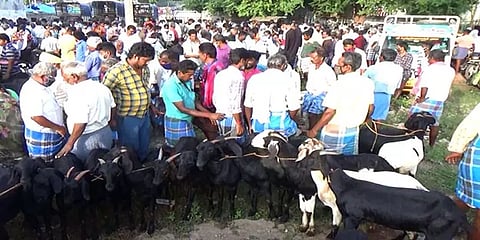ஆடி 18 பண்டிகை: போச்சம்பள்ளி வாரச்சந்தையில் ரூ.5 கோடிக்கு விற்பனையான ஆடுகள்
