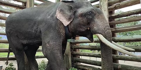 நீலகிரி: முன்னறிவிப்பின்றி ‘ரிவால்டோ‘ யானையை வனப்பகுதிக்குள் விட்டதாக வனத்துறை மீது புகார்